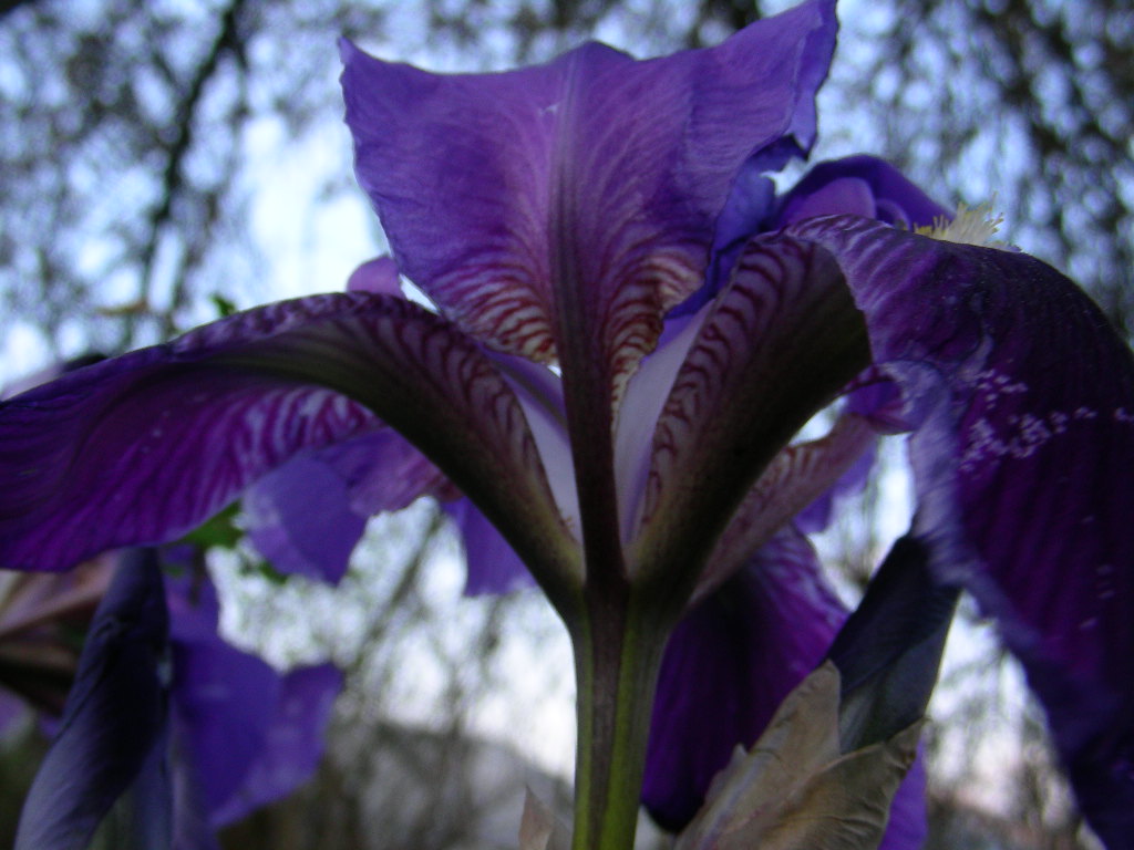 Iris marsica / Iris marsicano